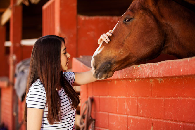 equine therapy